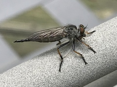 Neoitamus flavofemoratus