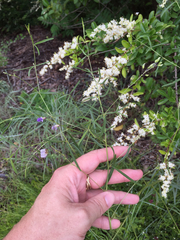 Pediomelum linearifolium