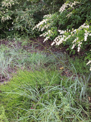 Pediomelum linearifolium