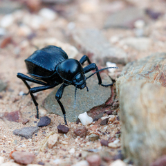 Moluris gibba