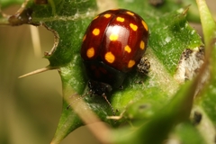 Chrysolina vigintimaculata