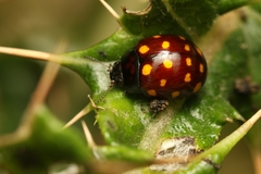 Chrysolina vigintimaculata