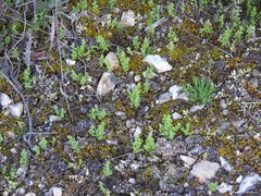 Lysimachia linum-stellatum