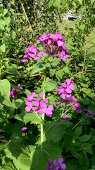 Lunaria annua