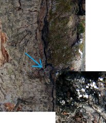 Lachnellula resinaria