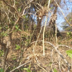 Echinopepon coulteri