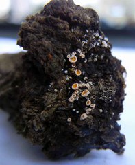 Lachnellula resinaria