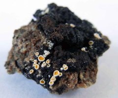 Lachnellula resinaria