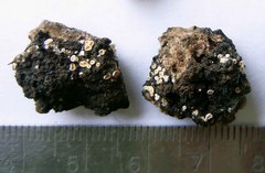 Lachnellula resinaria