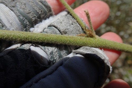 Image of Malacothamnus densiflorus by (c) Millie Basden, some rights reserved (CC BY)