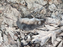 Crocidura suaveolens