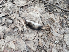 Crocidura suaveolens