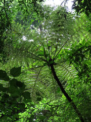 Cyathea costaricensis