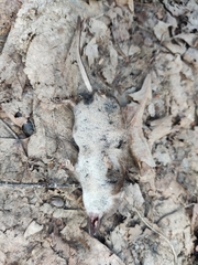 Crocidura suaveolens