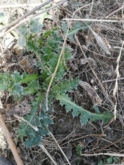 Carduus nutans
