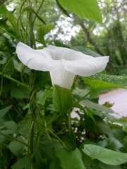 Calystegia silvatica ssp. disjuncta