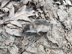 Crocidura suaveolens