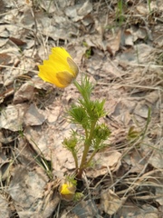 Adonis vernalis