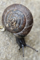Trochulus striolatus