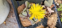 Faucaria