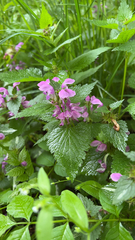 Lamium maculatum