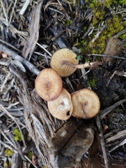 Cerioporus meridionalis