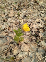Adonis vernalis