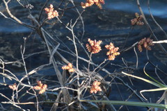 Myrica