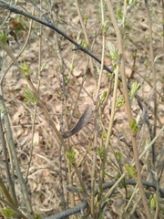 Chamaecytisus ruthenicus