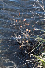 Myrica