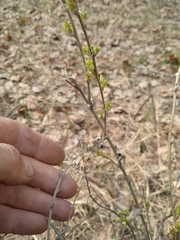 Chamaecytisus ruthenicus