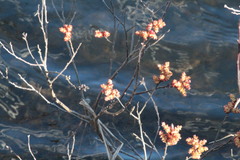 Myrica