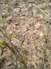 Chamaecytisus ruthenicus