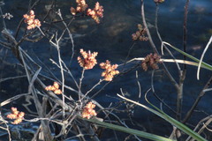 Myrica