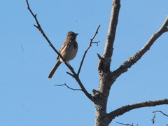 Melospiza melodia image