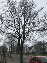 Aesculus hippocastanum