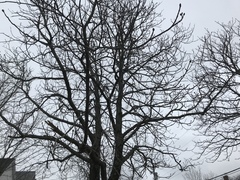 Aesculus hippocastanum