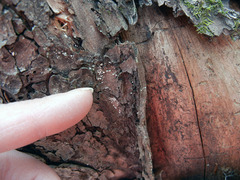 Lachnellula resinaria