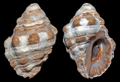 Menathais intermedia