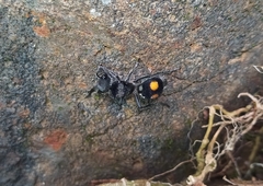 Hoplomutilla pardalis