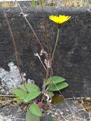 Hieracium