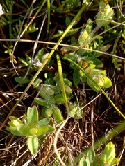Gnidia humilis