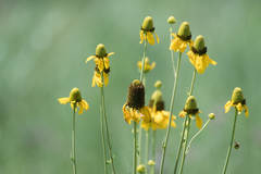 Rudbeckia texana