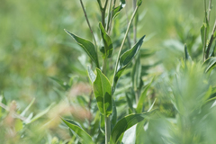 Rudbeckia texana