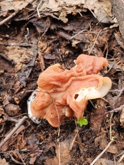 Gyromitra fastigiata