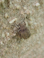 Brachycerus muricatus