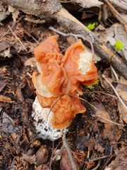 Gyromitra fastigiata