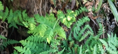 Histiopteris