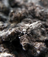 Lachnellula resinaria