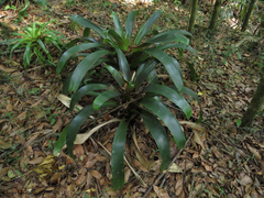 Werauhia werckleana